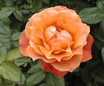 Apricot Floribunda by Desdemona