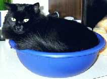 SHEBA