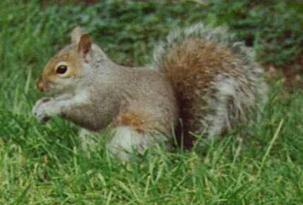 Squirrel