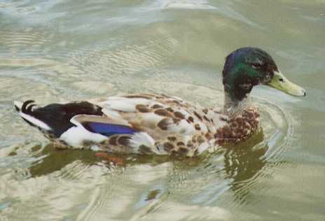 Duckie