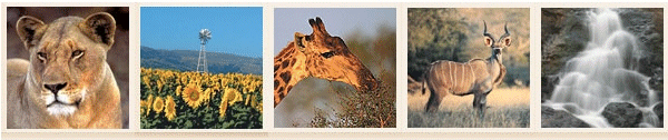 South African Car Hire