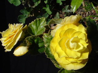 yellow flower usa