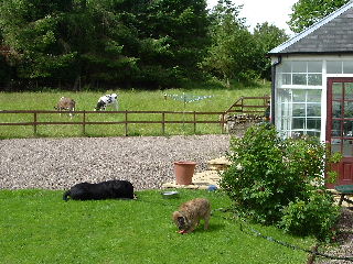 Cows and dogs on the Newton