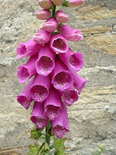 purple foxglove