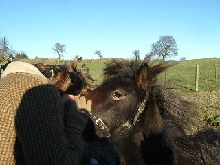 Horse whisperer