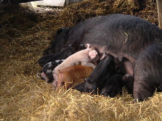 Piglets.