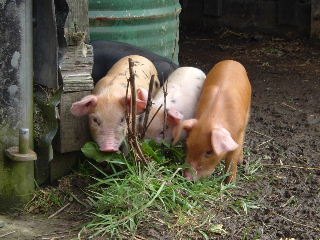 Piglets.