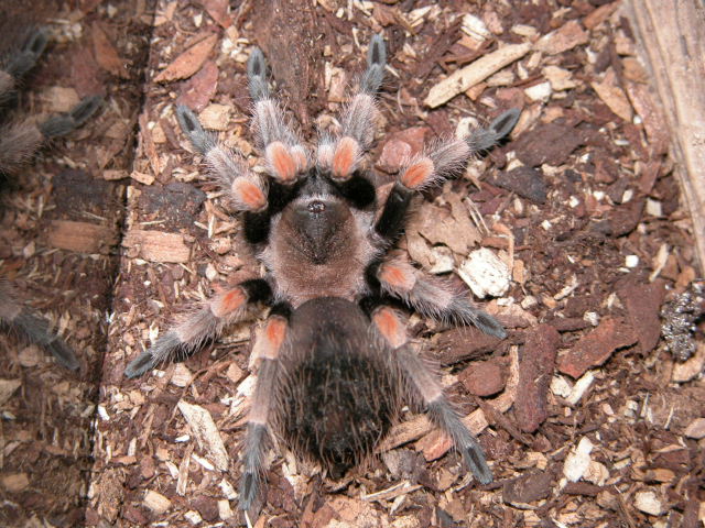 My Tarantula