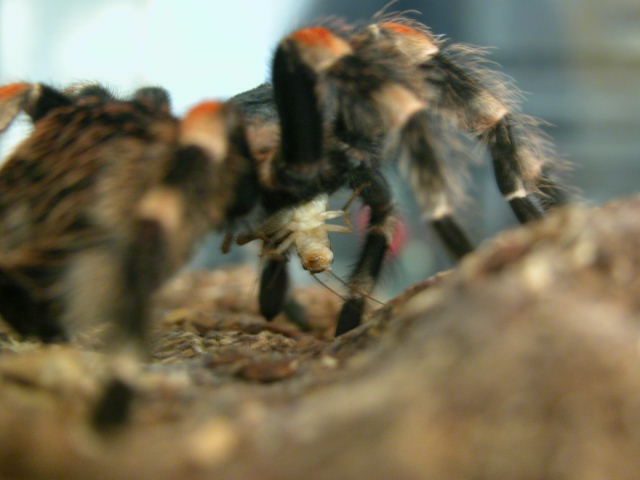 BesterrFeed8