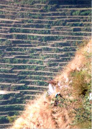 Near Lespar - steep countryside with woman gathering leaves