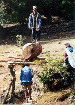 click to enlarge - deforestation