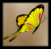 butterflyleft.gif