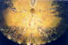 valleceiling.jpg