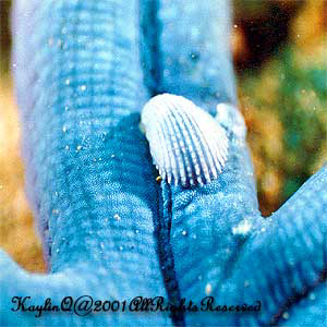 Thyca Crystallina Sp.