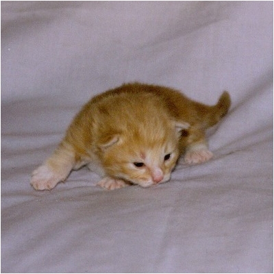 Adina 15 dias
