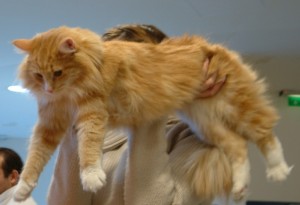 Adina
