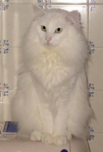 Aiko