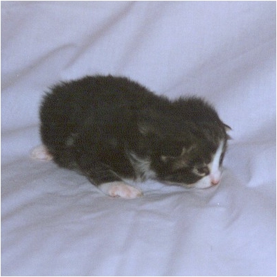 Akira 15 dias