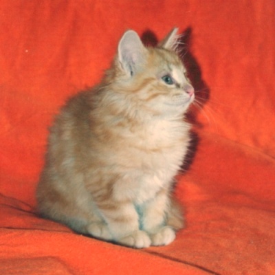 Allure 2 meses