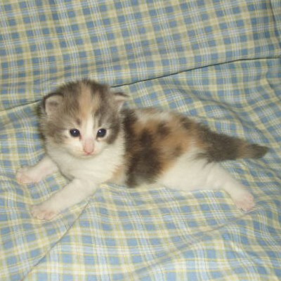 Holly 15 dias