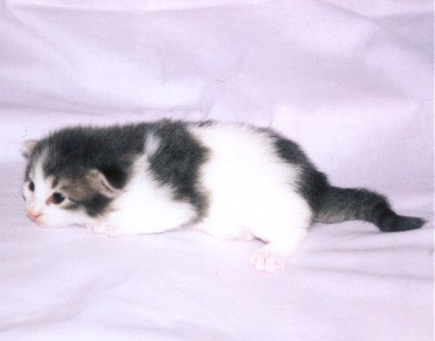 Hórus 15 dias