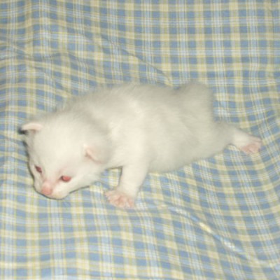 Rimmer 15 dias