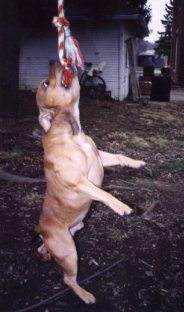 Tonka hanging from his rope