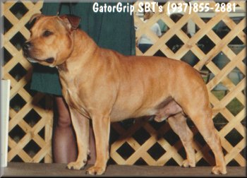 Int'l/AKC Ch. Tonka