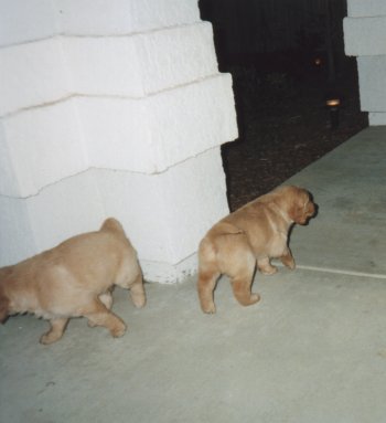 [2-Dogs]
