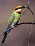 Bee Eater