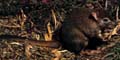 Bettong