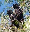 Black Cockatoo