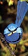 Blue Wren