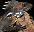 Boyds Dragon