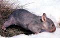 Common Wombat