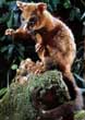 Coppery Brushtail
