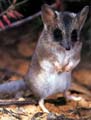 Dunnart