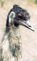Emu