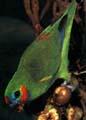 Fig Parrot