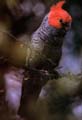 Gang Gang Cockatoo