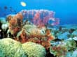 Great Barrier Reef