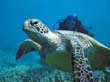 Great Barrier Reef