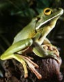 Giant Tree Frog