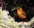 Golden Bower