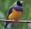 Gouldian Finch