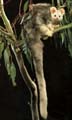 Greater Glider
