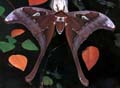 Hercules Moth