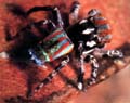 Jumping Spider