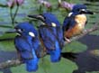 Kingfisher