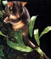 Leadbeaters Possum